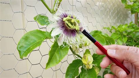 how to pollinate passion fruit flowers